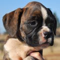 Tanyati G Litter