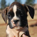 Tanyati G Litter