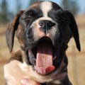 Tanyati G Litter