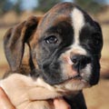 Tanyati G Litter
