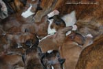 Tanyati G Litter