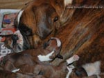 Tanyati G Litter