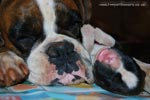 Tanyati G Litter