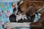 Tanyati G Litter