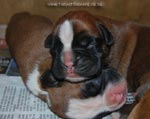 Tanyati G Litter