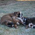 Tanyati G Litter