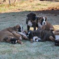 Tanyati G Litter