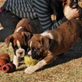 Tanyati G Litter