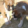 Tanyati G Litter