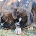 Tanyati G Litter