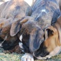 Tanyati G Litter