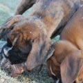 Tanyati G Litter