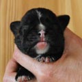 Tanyati H Litter