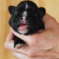 Tanyati H Litter