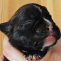 Tanyati H Litter