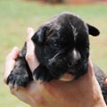 Tanyati H Litter