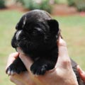 Tanyati H Litter