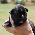 Tanyati H Litter