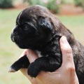 Tanyati H Litter