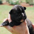 Tanyati H Litter