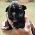 Tanyati H Litter
