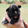Tanyati H Litter