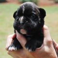 Tanyati H Litter