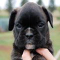 Tanyati H Litter