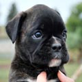 Tanyati H Litter