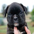 Tanyati H Litter