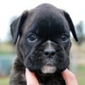 Tanyati H Litter