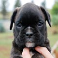 Tanyati H Litter