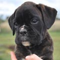 Tanyati H Litter