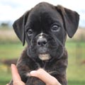 Tanyati H Litter