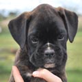 Tanyati H Litter