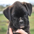 Tanyati H Litter
