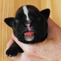 Tanyati H Litter