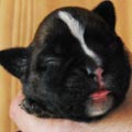 Tanyati H Litter