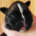 Tanyati H Litter