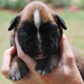 Tanyati H Litter