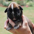 Tanyati H Litter