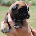 Tanyati H Litter