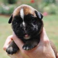 Tanyati H Litter