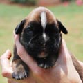 Tanyati H Litter