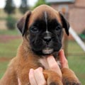 Tanyati H Litter