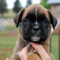 Tanyati H Litter