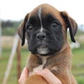 Tanyati H Litter