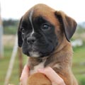Tanyati H Litter