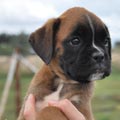 Tanyati H Litter