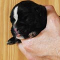 Tanyati H Litter